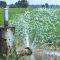 Improving groundwater absorption